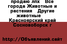 продаю лпх - Все города Животные и растения » Другие животные   . Красноярский край,Сосновоборск г.